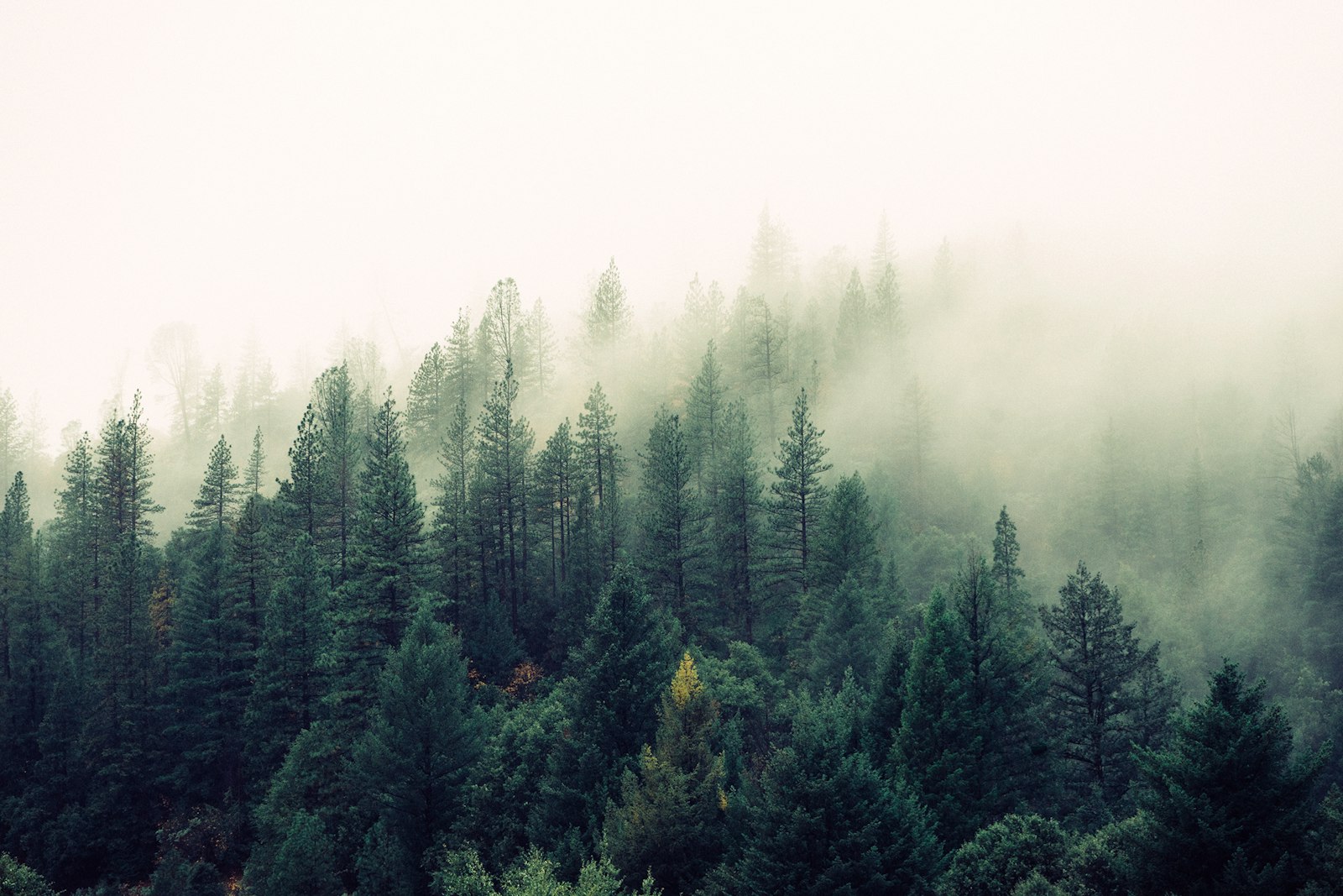 Fog drifting over a Nordic pine forest