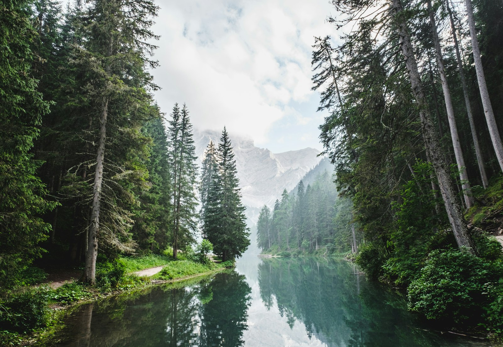 A still river running through tall forest