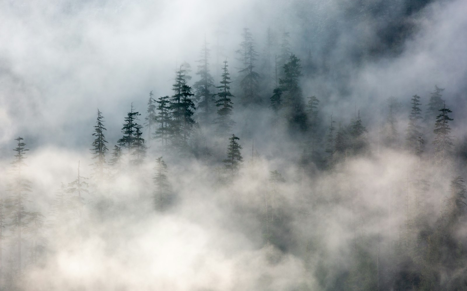 Morning mist drifting through the treetops